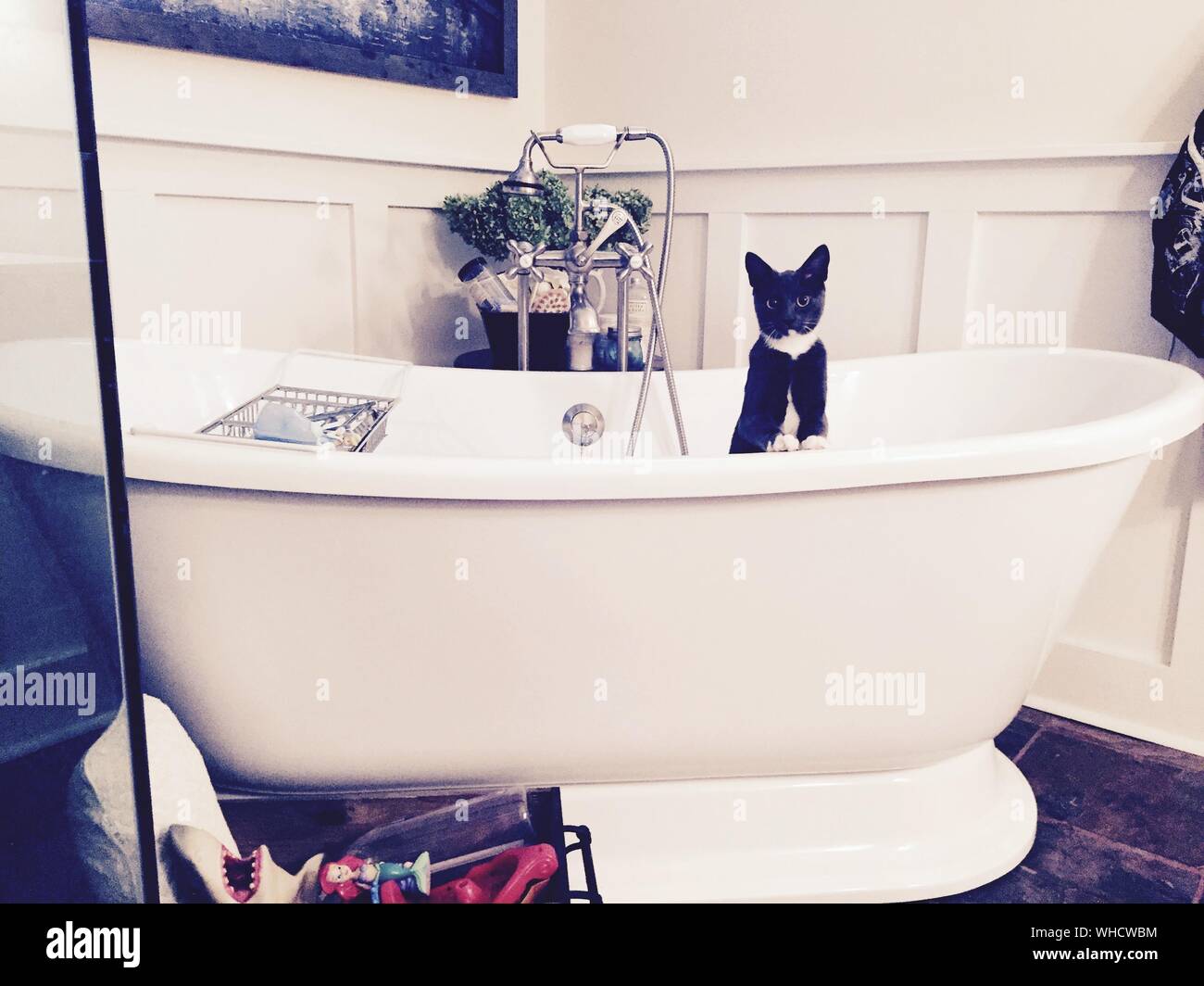 Cat In Bathtub At Home Stock Photo Alamy