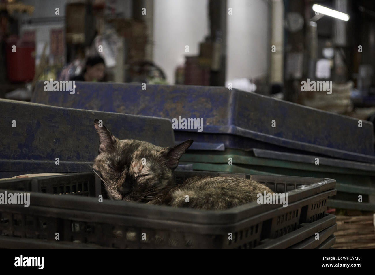 Cat Sleeping In Crate By Garbage Bin Stock Photo Alamy