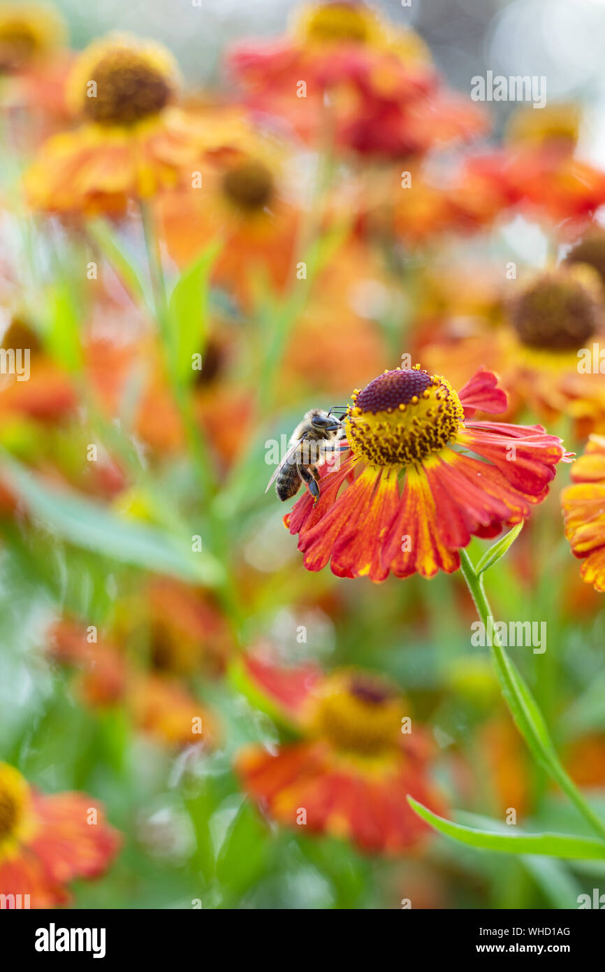 Helenium leaves hi-res stock photography and images - Alamy