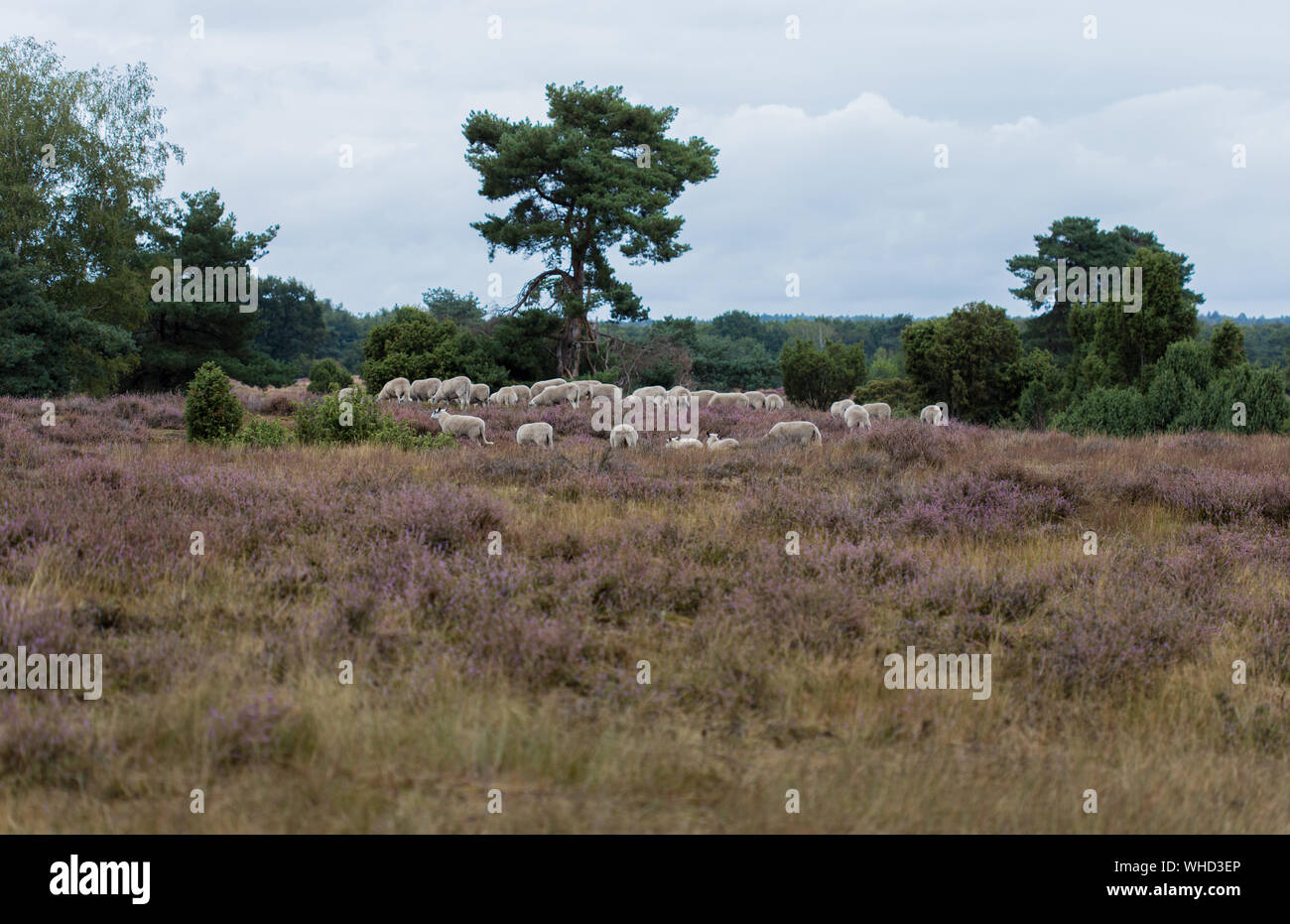 Westruper Heide / Münsterland / Haltern am See Stock Photo