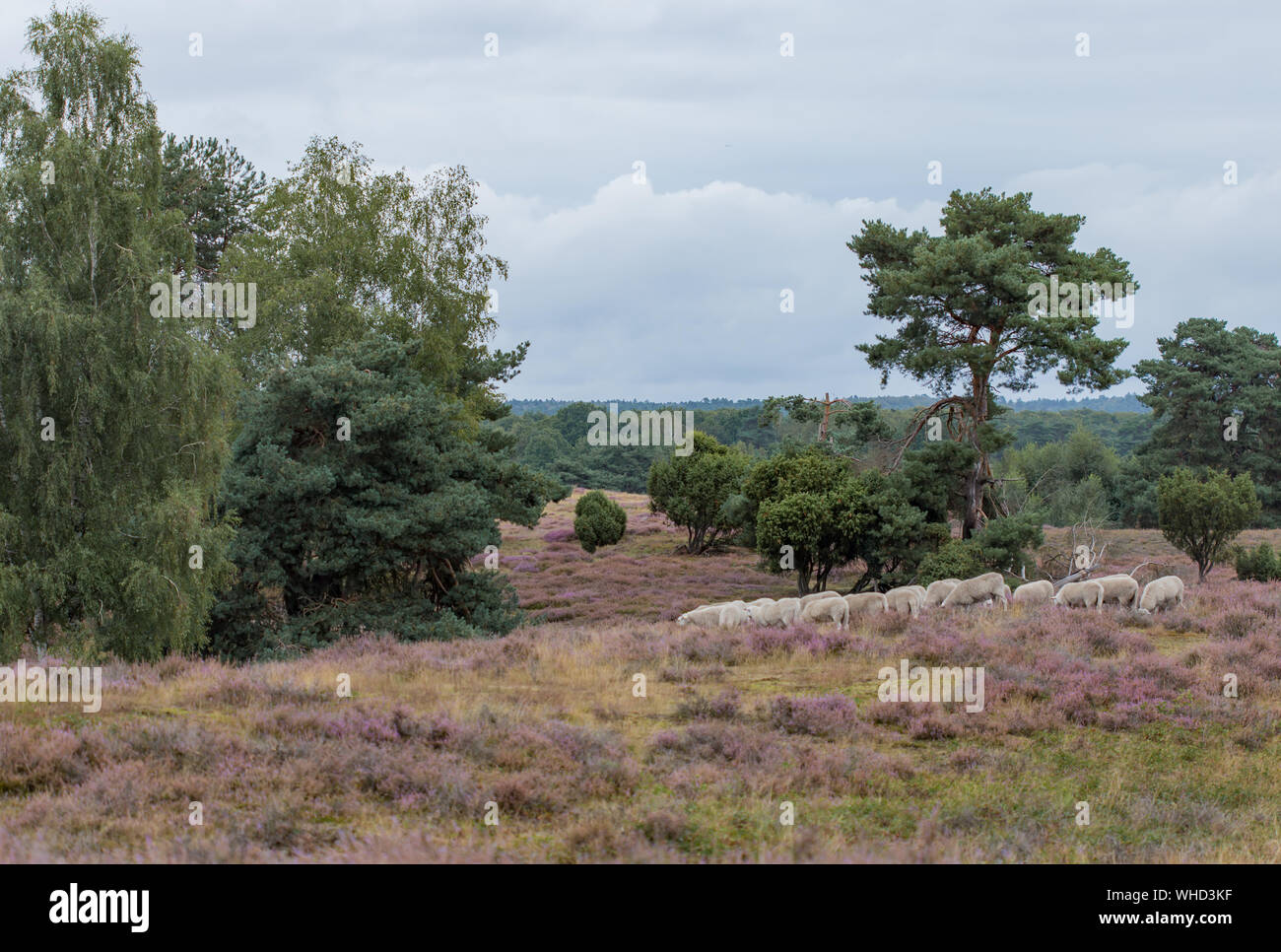 Westruper Heide / Münsterland / Haltern am See Stock Photo