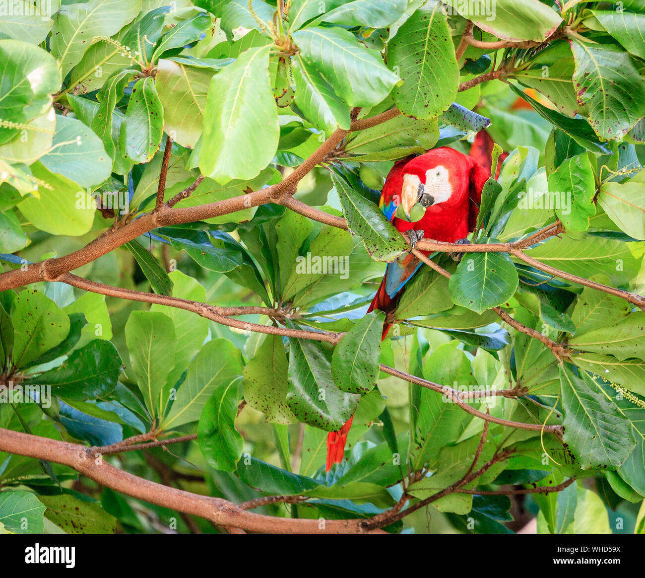 Scarlet macaw parrot on a tree in Corcovado National Park in Costa Rica Stock Photo