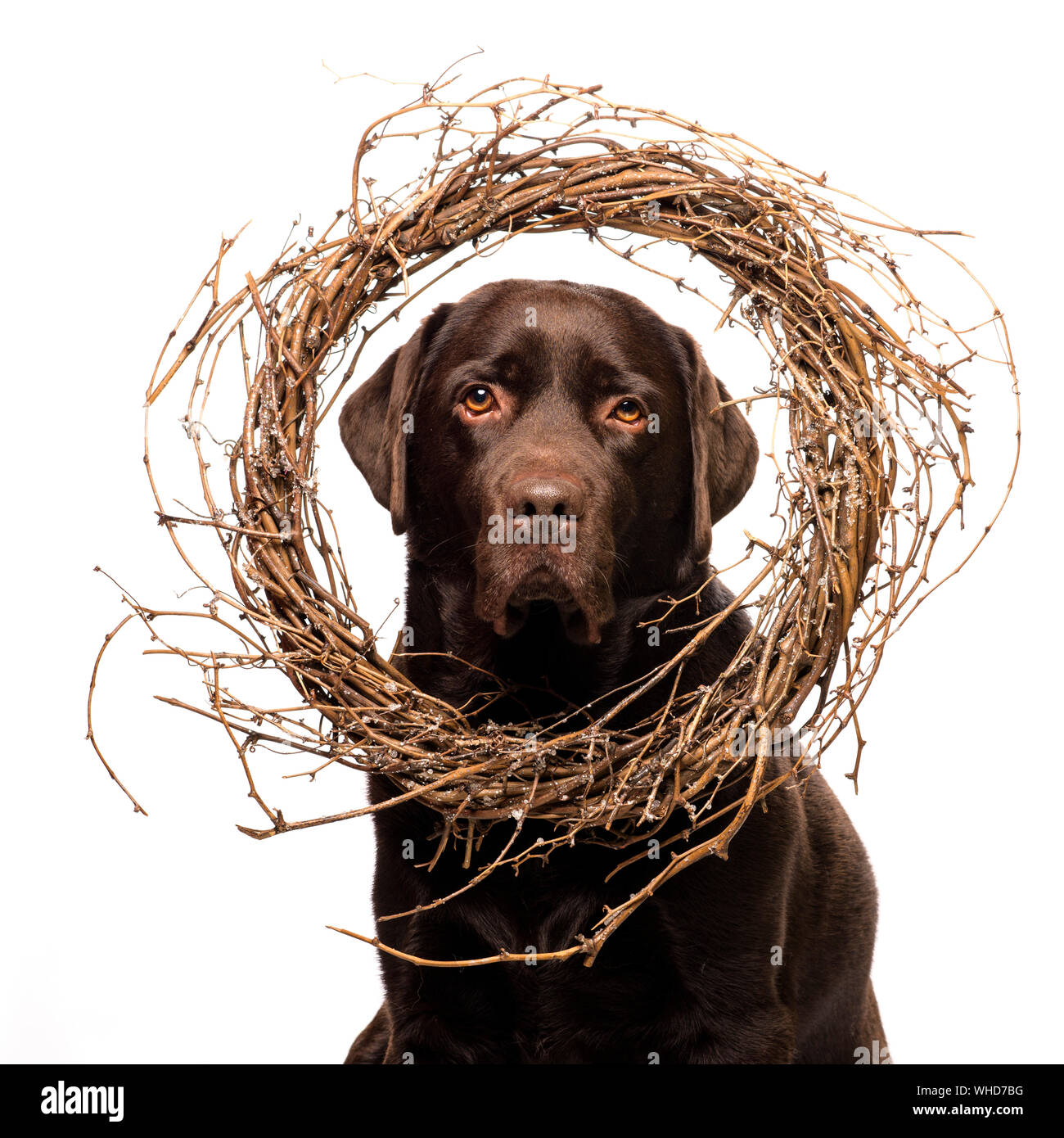 Xmas chocolate Labrador dog poses for Christmas card Stock Photo