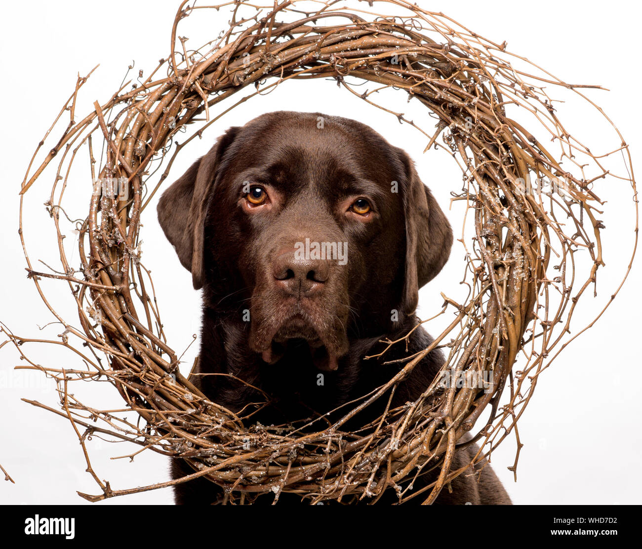 Xmas chocolate Labrador dog poses for Christmas card Stock Photo