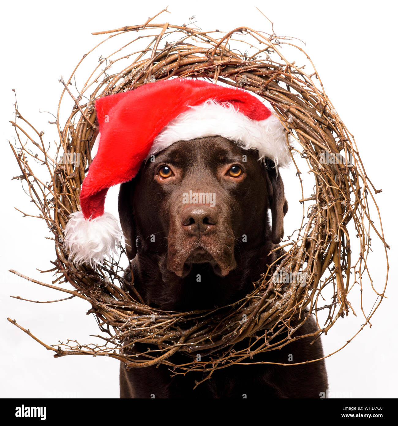 Xmas chocolate Labrador dog poses in a Santa hat for Christmas card Stock Photo