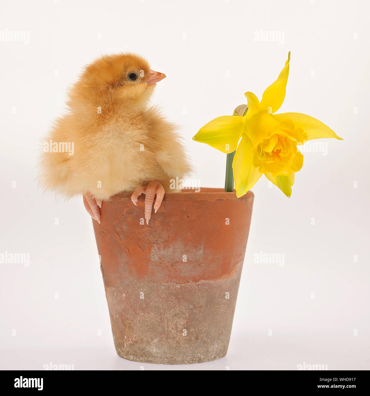Baby chick sitting on a terracotta flowerpot and daffodil flower Stock Photo