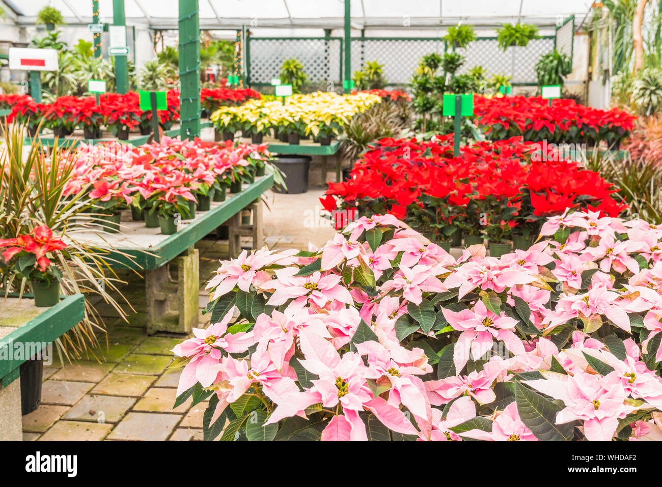 Greenhouse Full Of Bright Beautiful Poinsettias Ready For Christmas ...