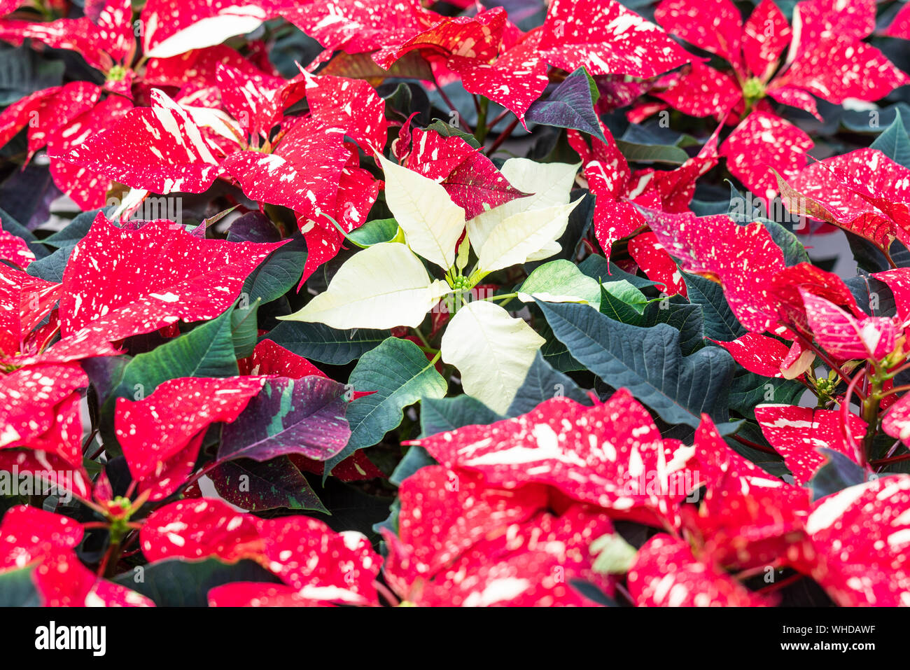 Close-up of white Poinsettia flower, aka Christmas Star (Euphorbia Pulcherrima) in field of red and white Poinsettias. Stock Photo