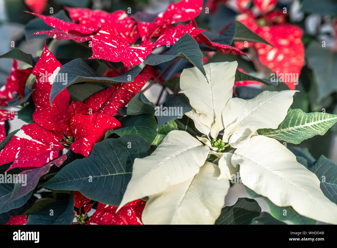 a beautiful red flower for christmas