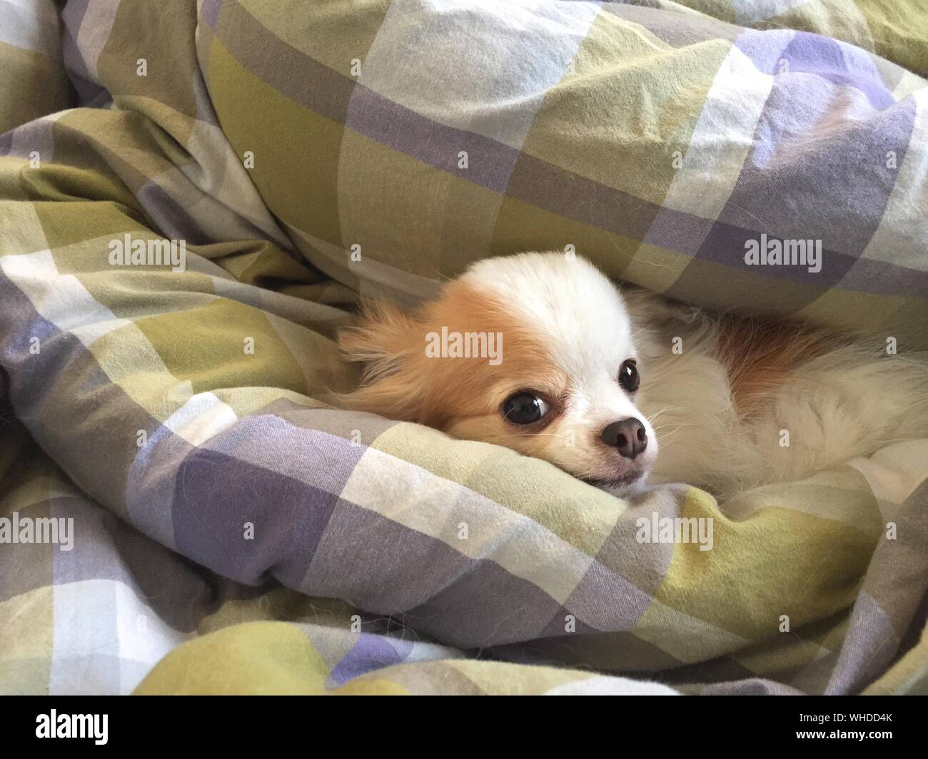 Portrait Of Cute Puppy In Blanket Stock Photo Alamy Portrait Of Cute Puppy In Blanket Stock Photo Alamy