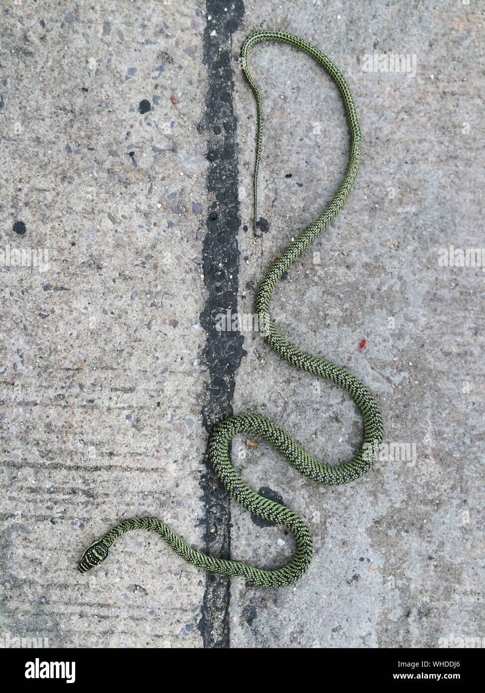 Dead Snake High Resolution Stock Photography And Images Alamy