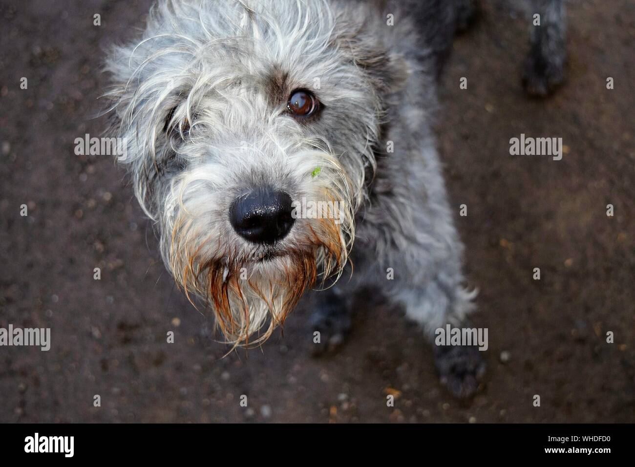 Close-up Of Dog Looking At Camera Stock Photo