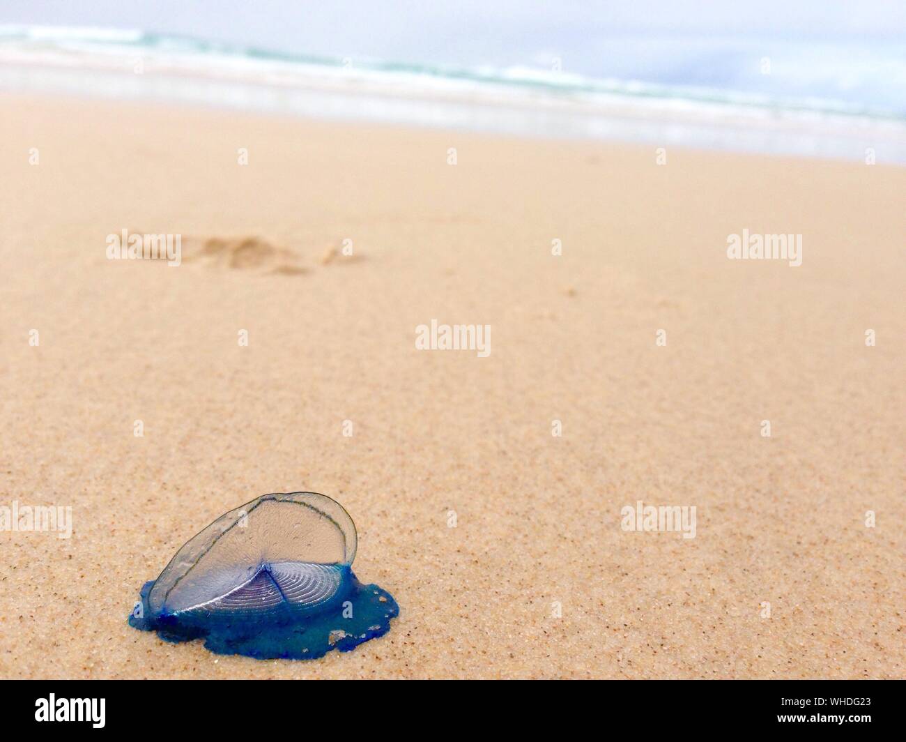 Blue Jellyfish At Beach Stock Photo