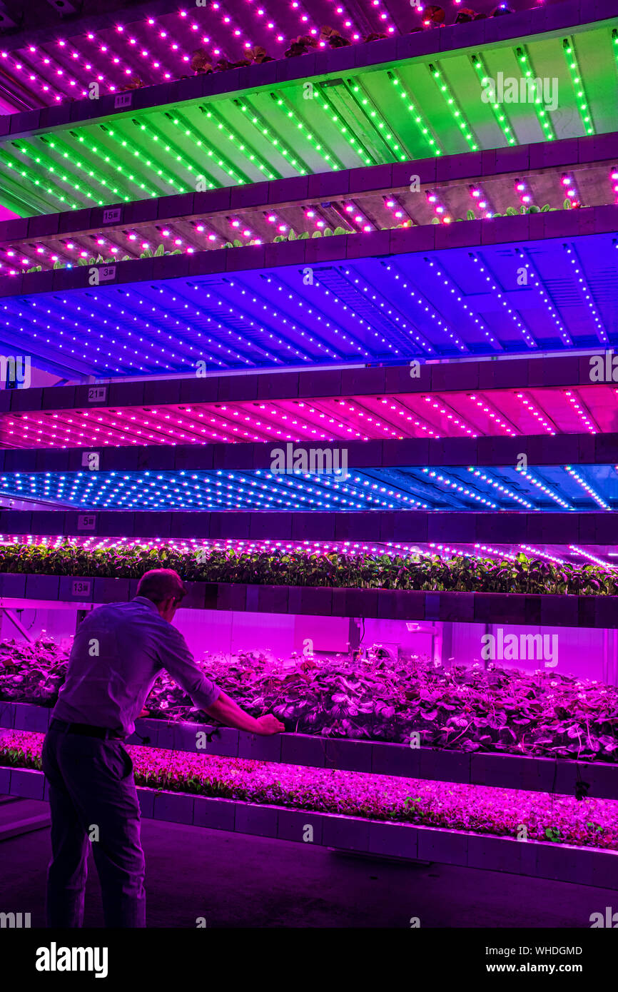 Inspecting plants growing under LEDs inside IGS's vertical farm at Invergowrie, Scotland, UK Stock Photo