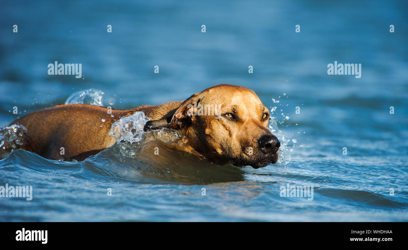Dog Swimming In Shallow Water Stock Photo