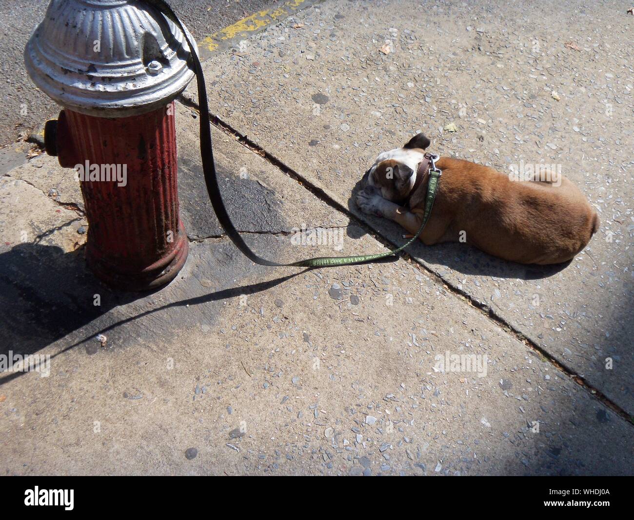 Why Do Dogs Like To Pee On Fire Hydrants