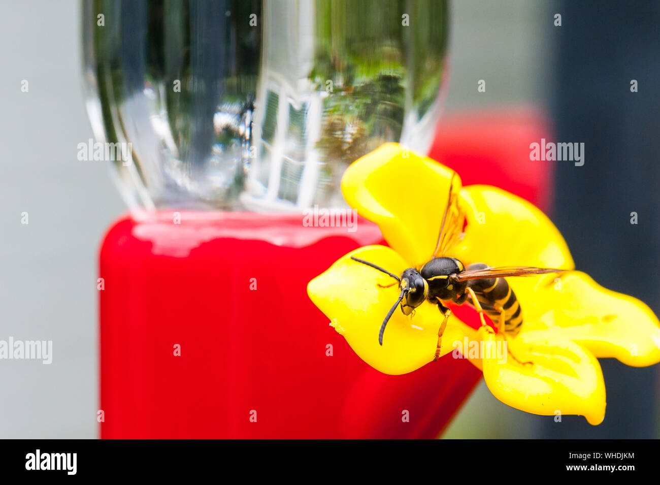 Yellowjacket licking up nectar from a red and yellow plastic