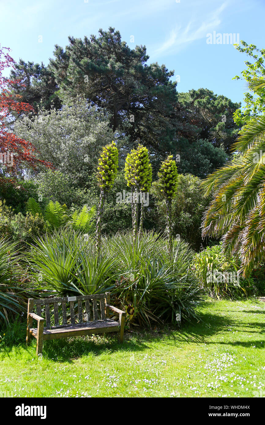 Carreg Dhu garden, a sub-tropical community garden situated near Longstone Terrace in the centre of the Island of St. Mary's, Stock Photo