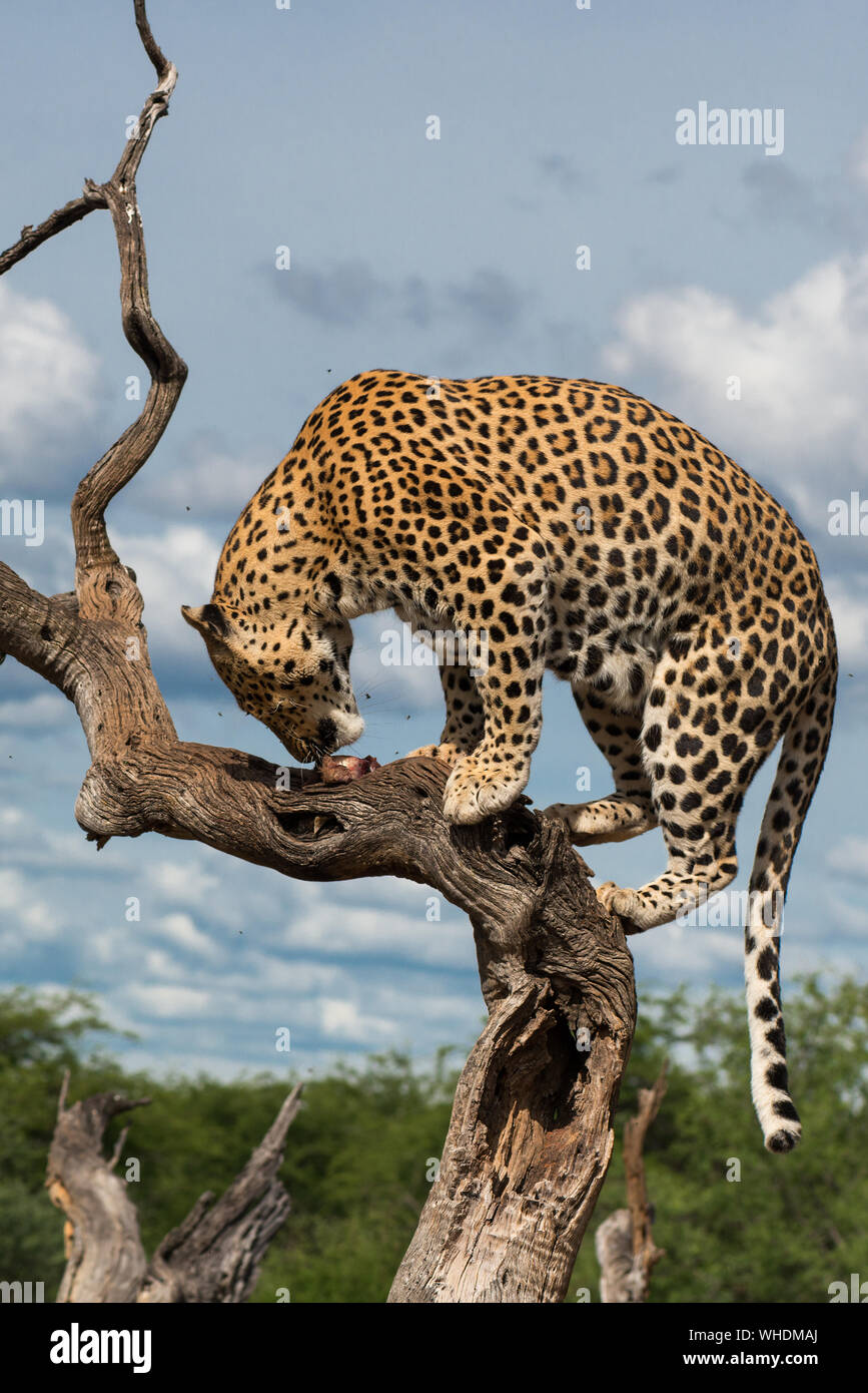 Low Angle View Of Cheetah On Tree Against Sky Stock Photo