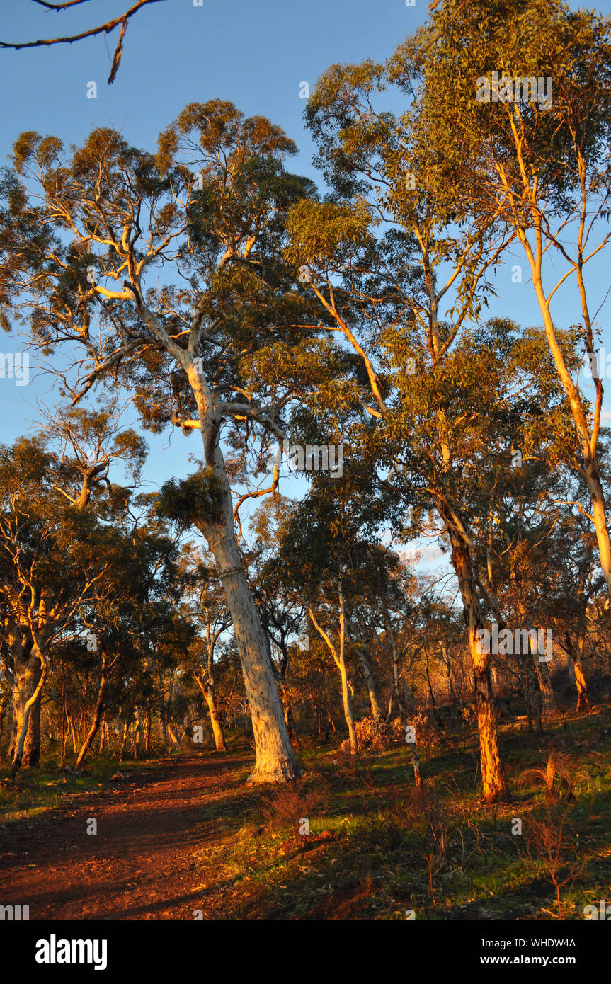 Eucalyptus trees and bushland in golden hour, on the Whistlepipe Gully Walk, Mundy Regional Park, Kalamunda, Western Australia, Australia Stock Photo