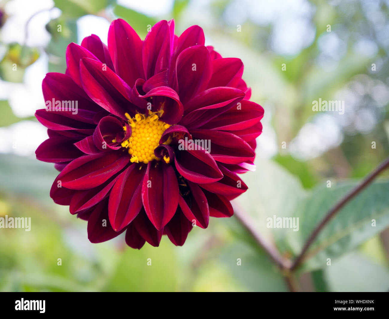 Beautiful pink Dahlia in garden with blurred background Stock Photo - Alamy