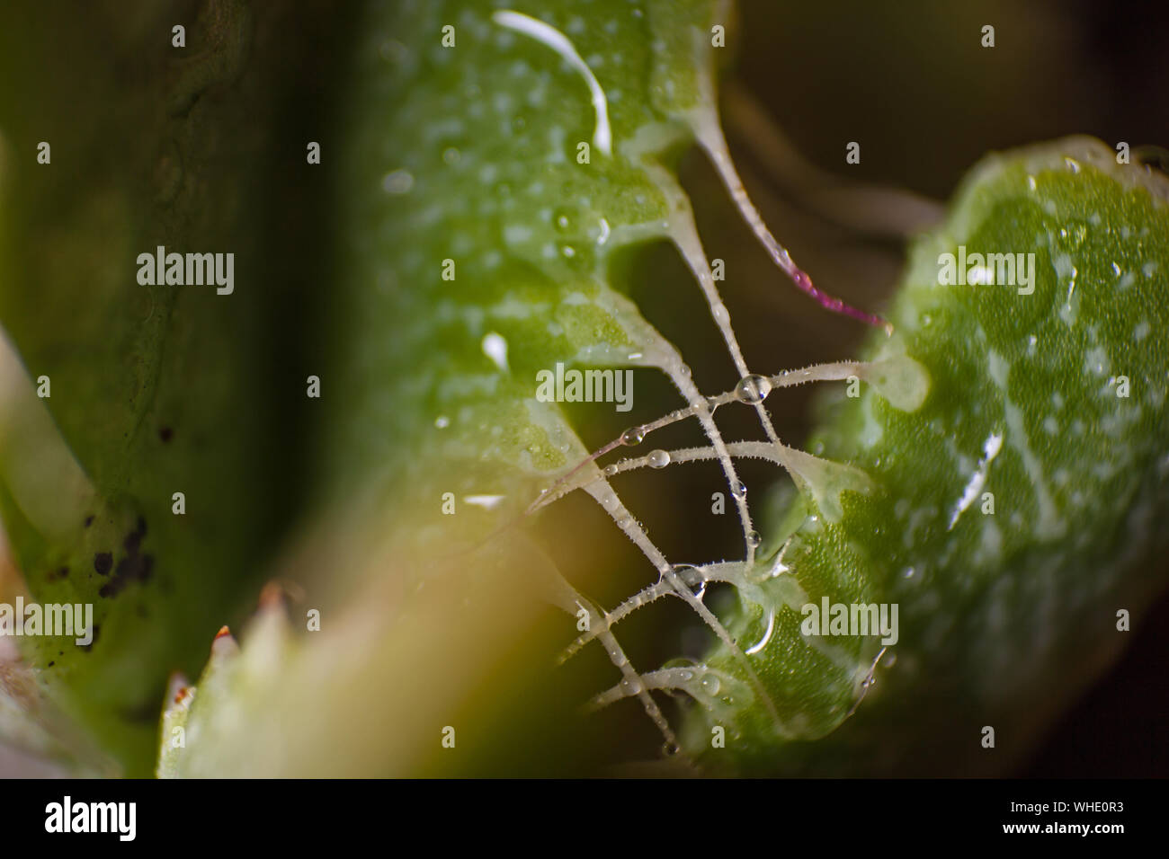 Tigers Jaw (Faucaria tigrina) Stock Photo