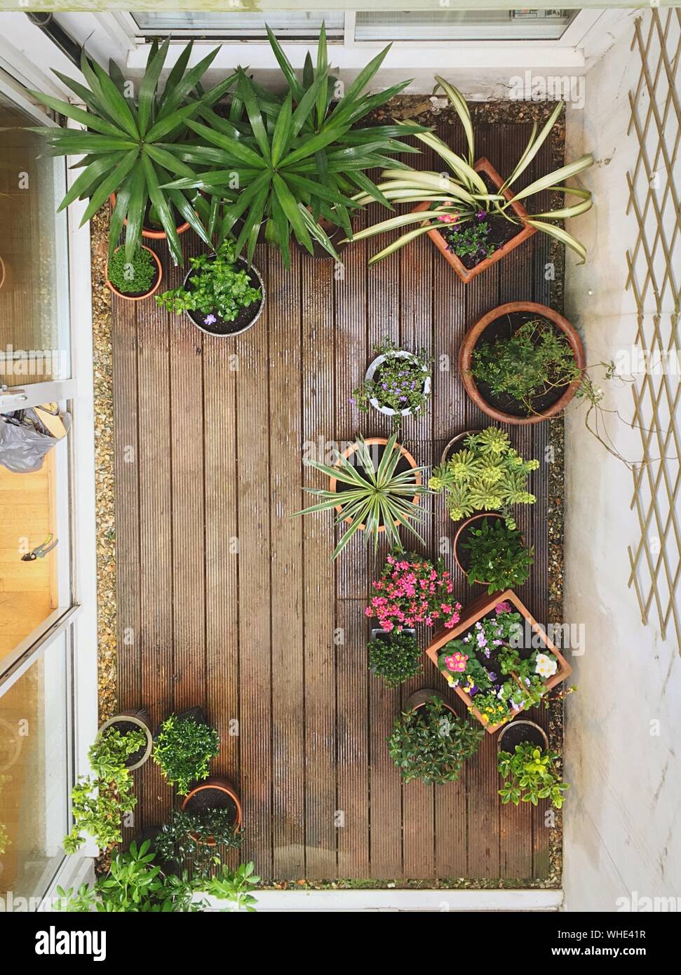 Various house plants hi-res stock photography and images - Alamy