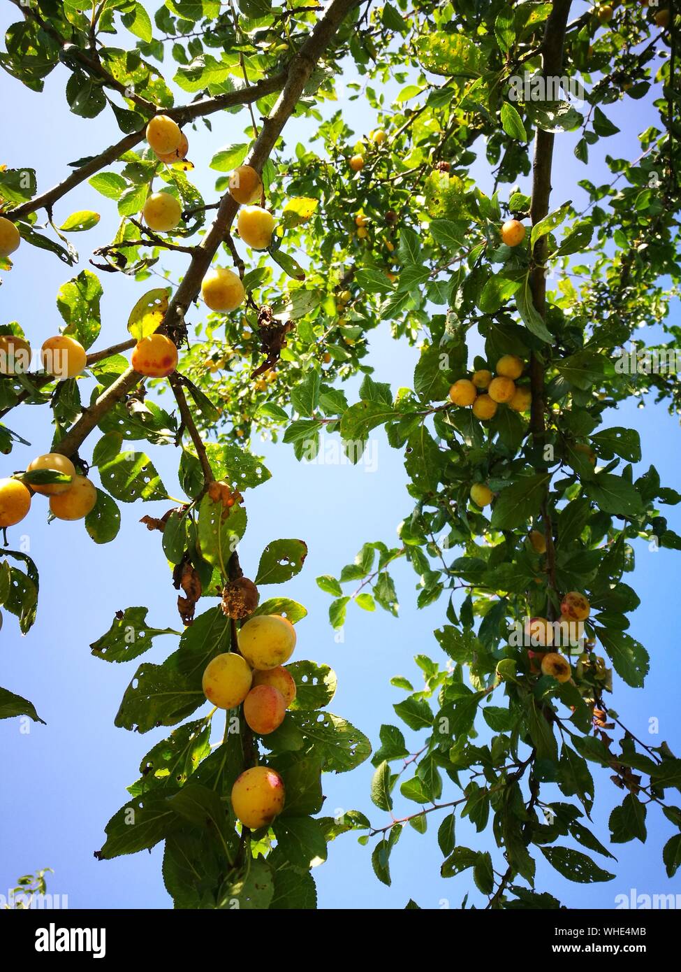 Low Angle View Of Mirabelle Plums Growing On Tree Stock Photo Alamy