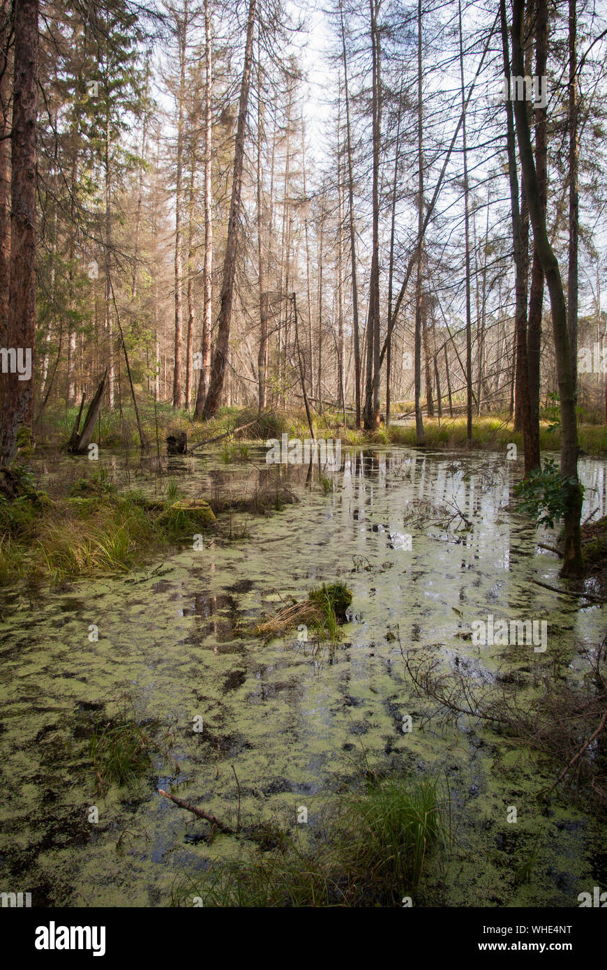 Swampy forest landscape hi res stock photography and images Alamy