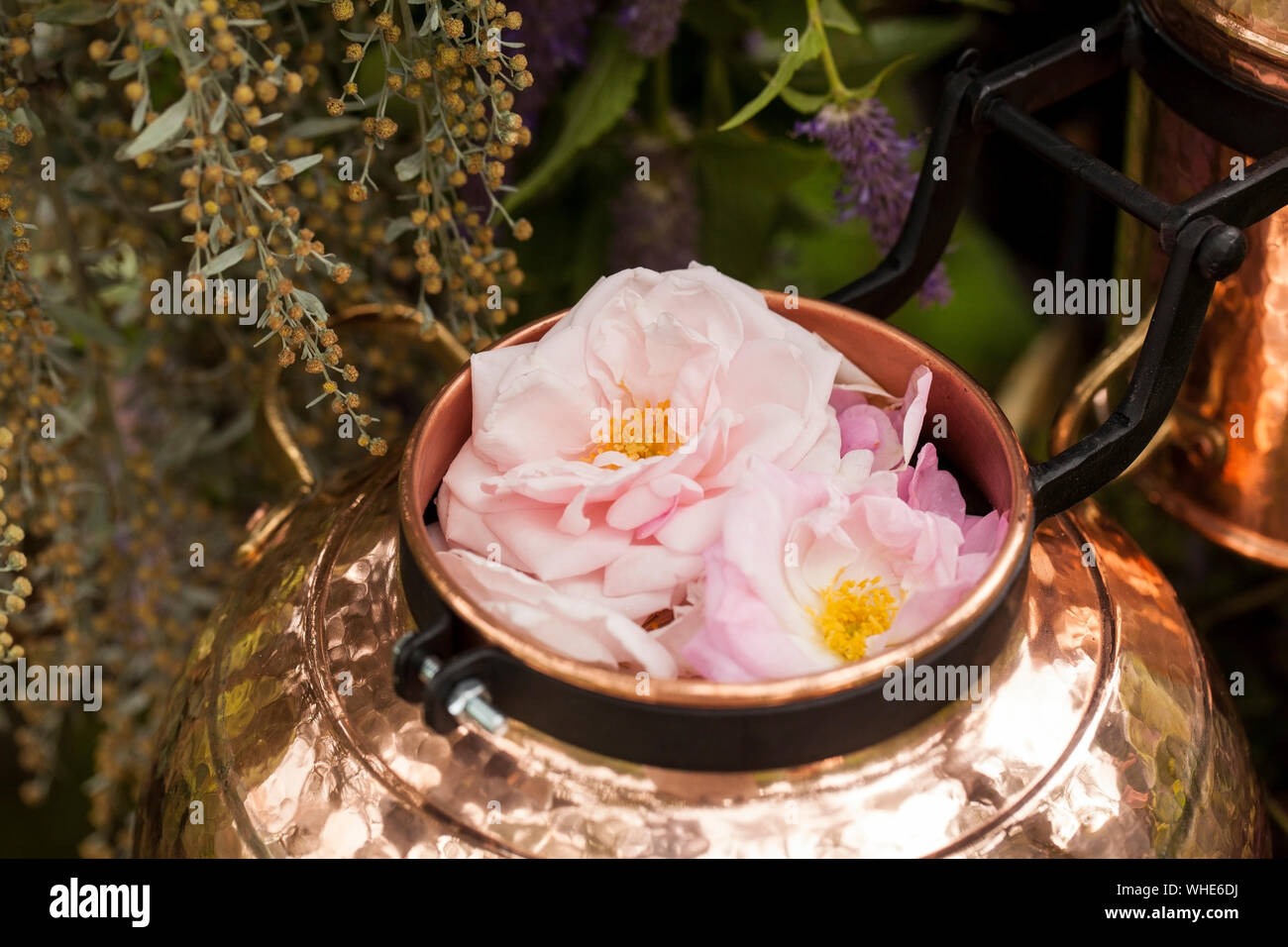 Alchemical distillation hi-res stock photography and images - Alamy