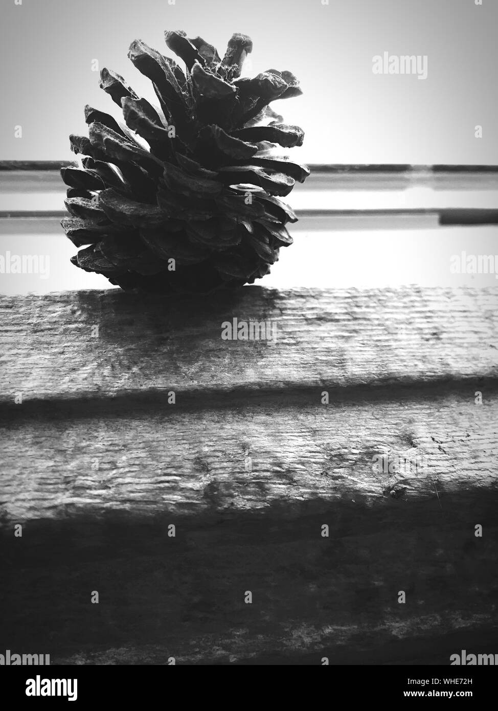 Pine Cone Black and White Stock Photos & Images Alamy