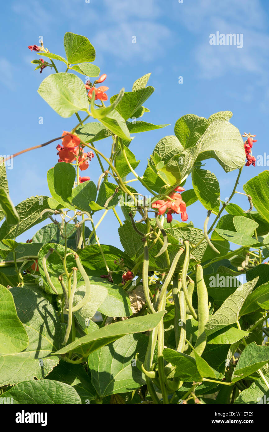 Runner beans variety Armstrong growing in an allotment garden in England, UK Stock Photo