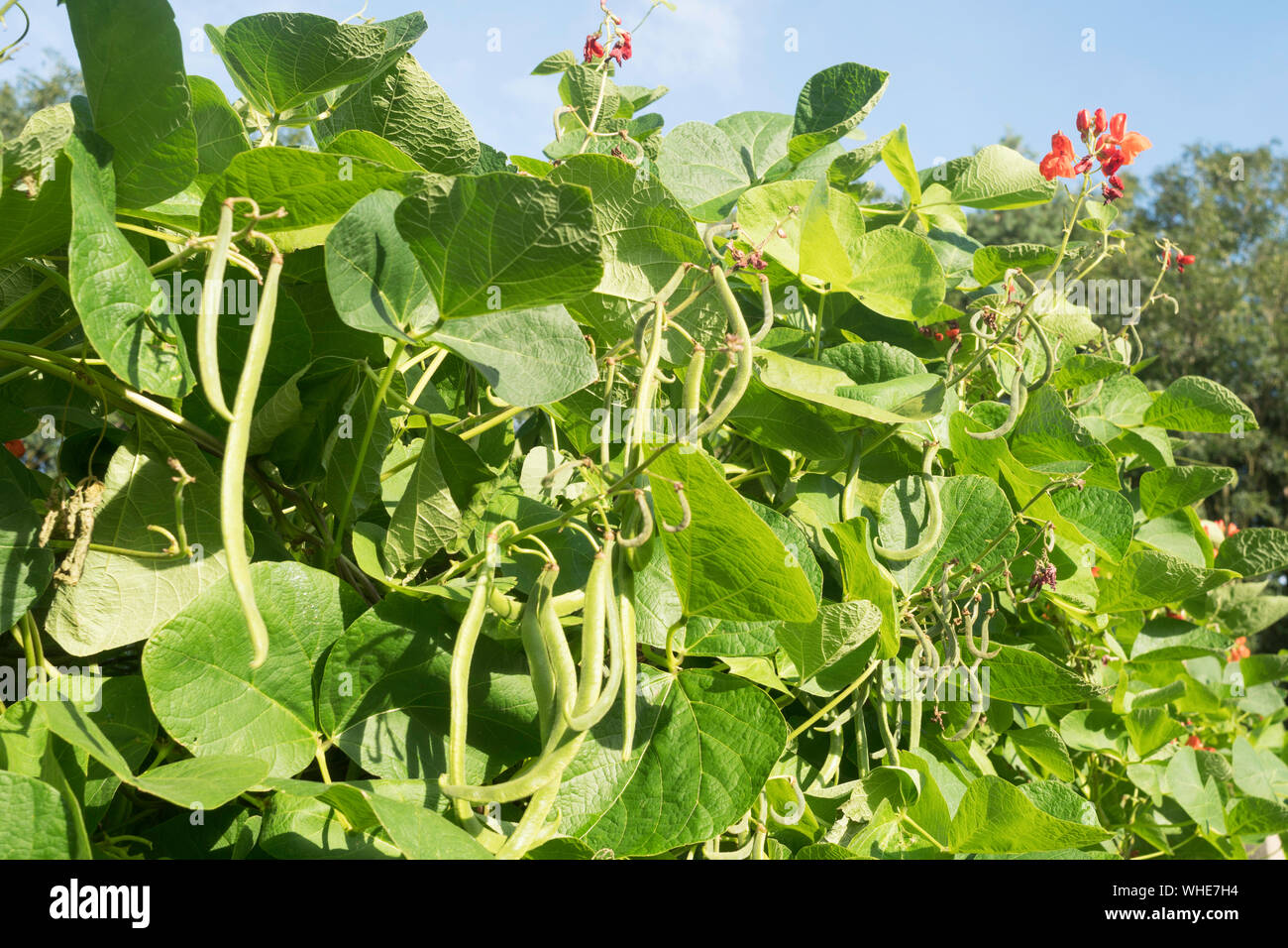 Runner beans variety Armstrong growing in an allotment garden in England, UK Stock Photo