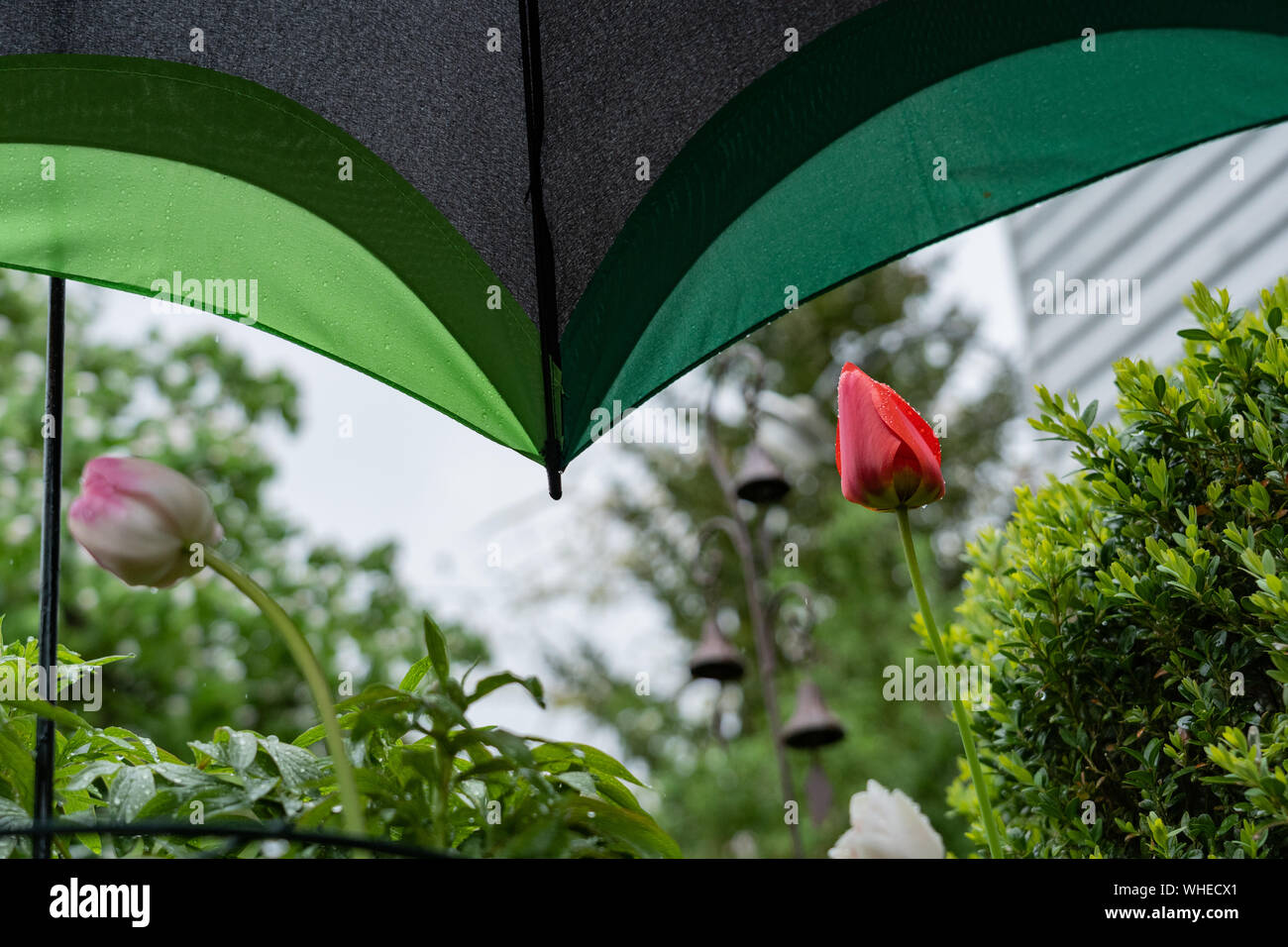 Colorful protection with umbrella of flowering plants and sensitive tulips in springtime. Stock Photo