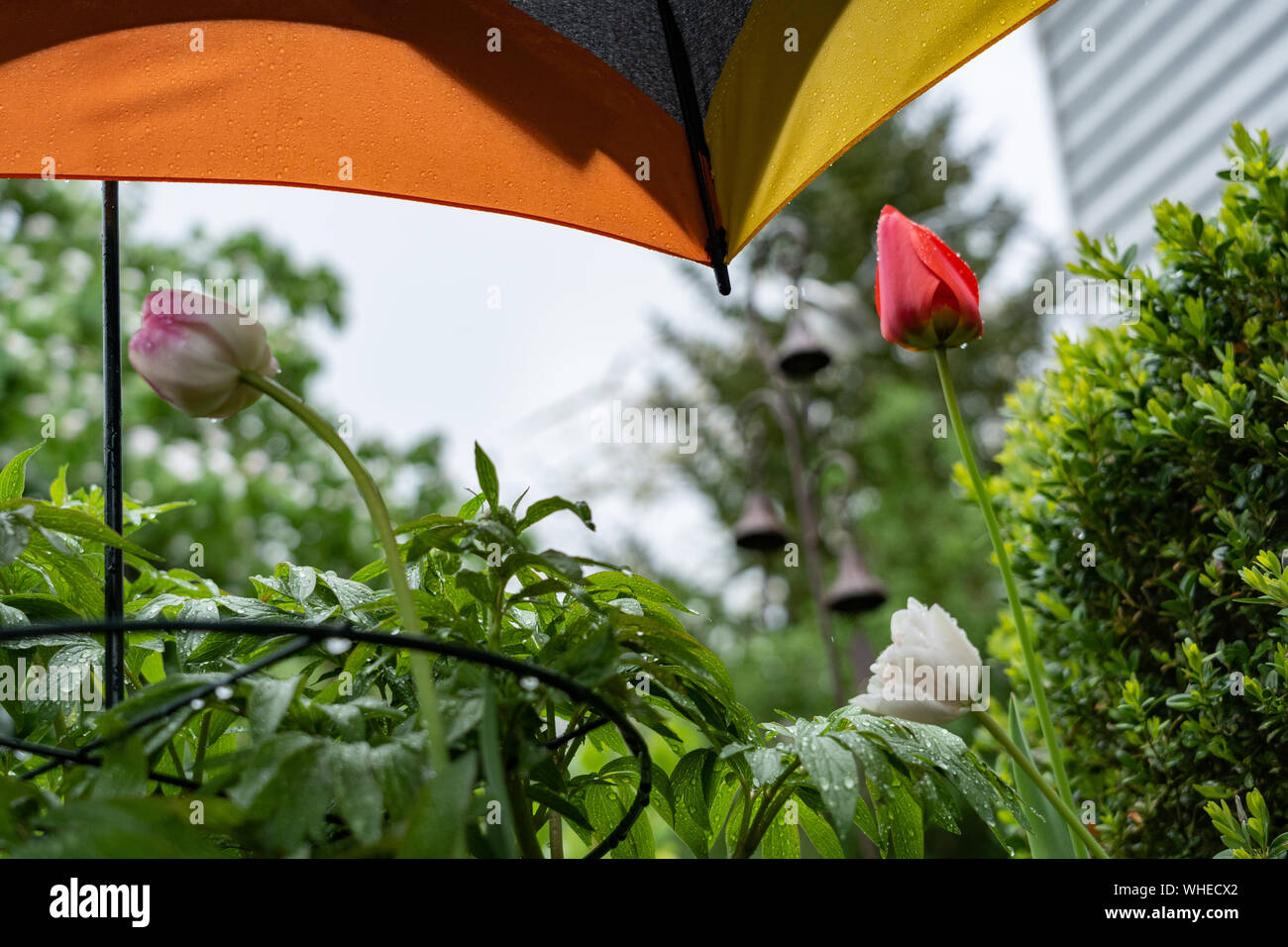 Colorful protection with umbrella of flowering plants and sensitive tulips in springtime. Stock Photo