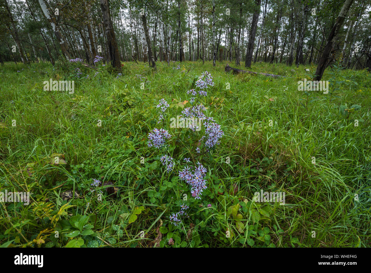 Wild blue aster hi-res stock photography and images - Alamy