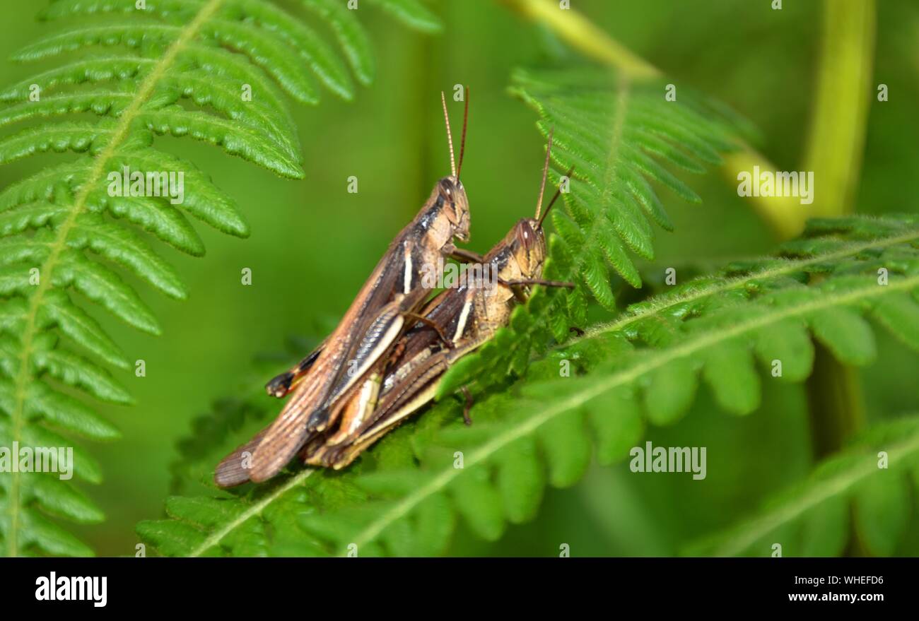 Close-up Of Crickets Mating On Plants Stock Photo