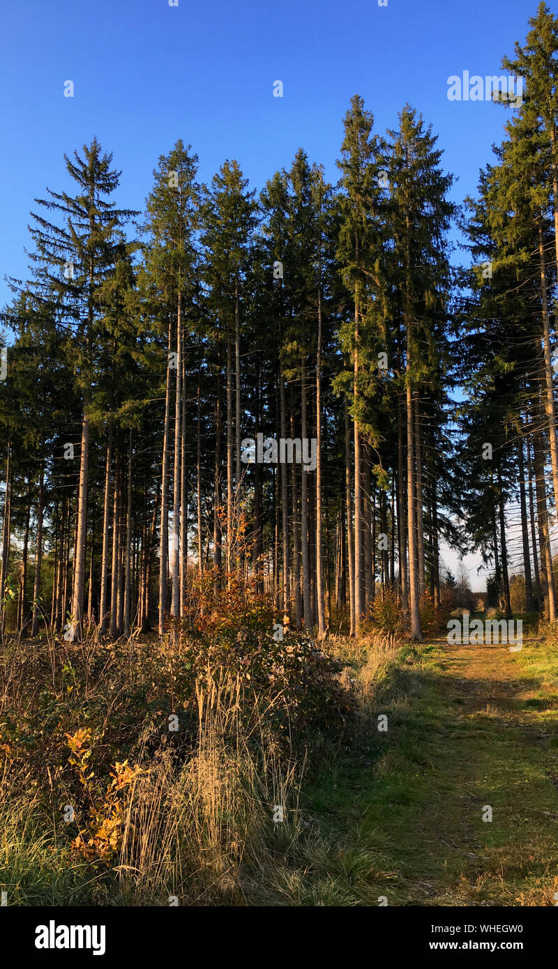 Pine Trees In Forest Stock Photo