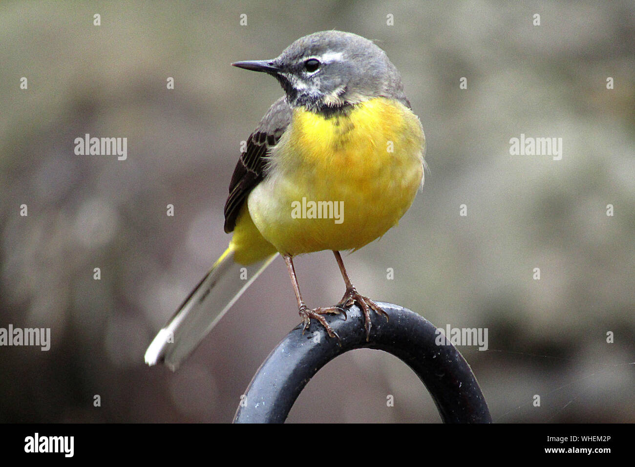 Grey Wagtail (Motacilla cinerea) perched on fence side-on in Weymouth, England, UK Stock Photo