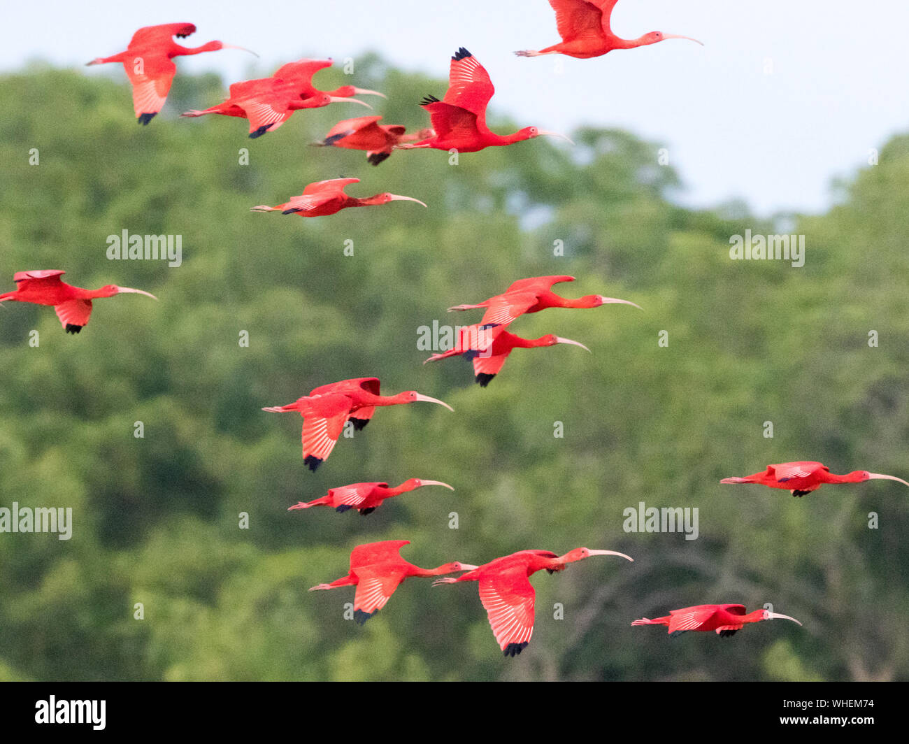 Trinidad Caroni Swamp Scarlet Ibis Hi res Stock Photography And Images trinidad-caroni-swamp-scarlet-ibis-hi-res-stock-photography-and-images