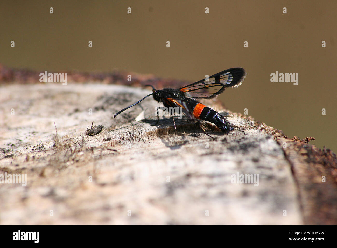 Female Large Red-belted Clearwing (Synanthedon culiciformis) on trunk Stock Photo
