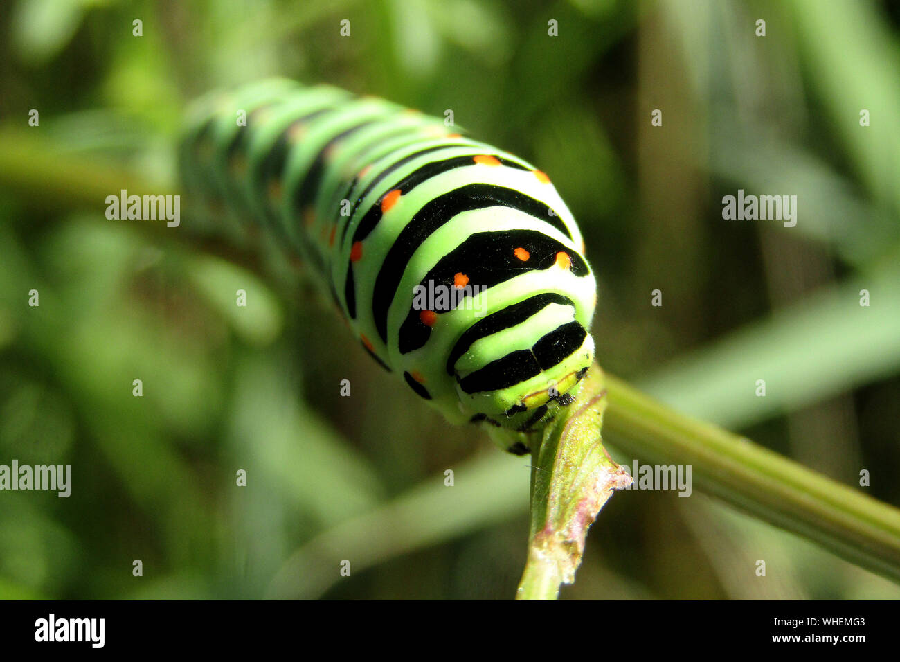 Swallowtail Butterfly Caterpillar (Papilio Machaon) Stock Photo