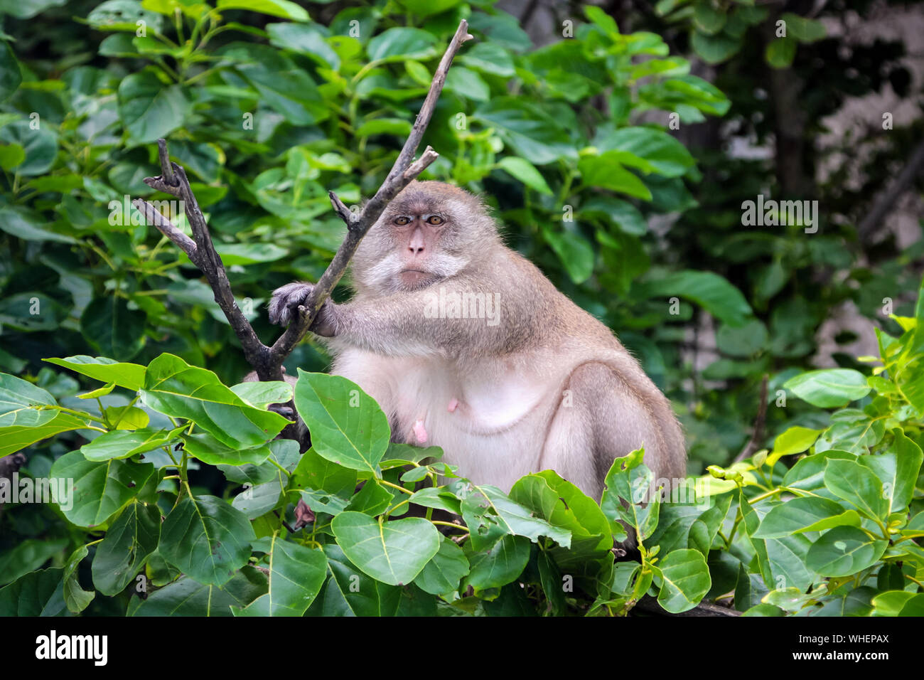 Pregnant or fat monkey in the jungle forest in Thailand Stock Photo