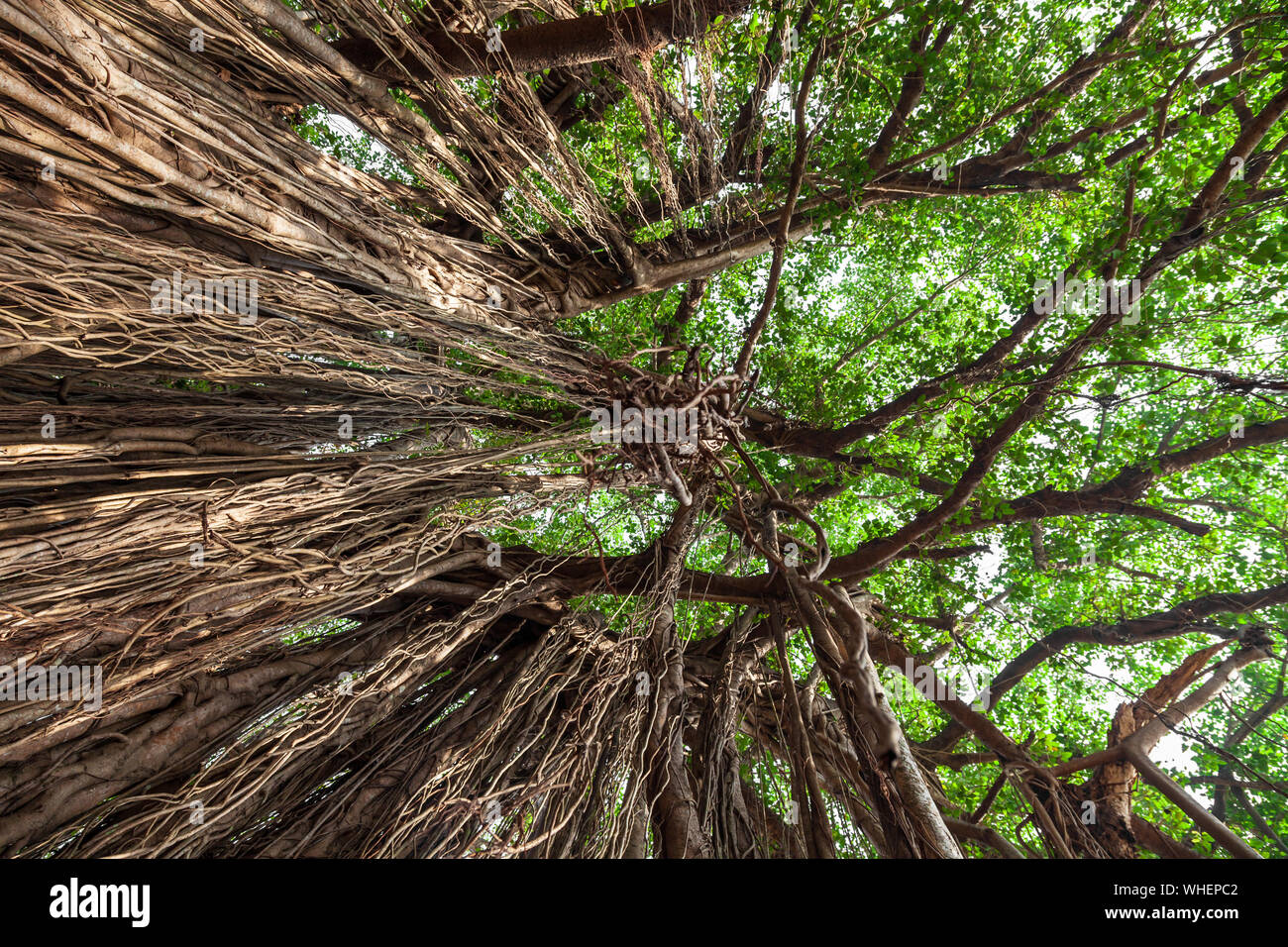 Big banyan or indian ficus tree in Goa in India Stock Photo Alamy
