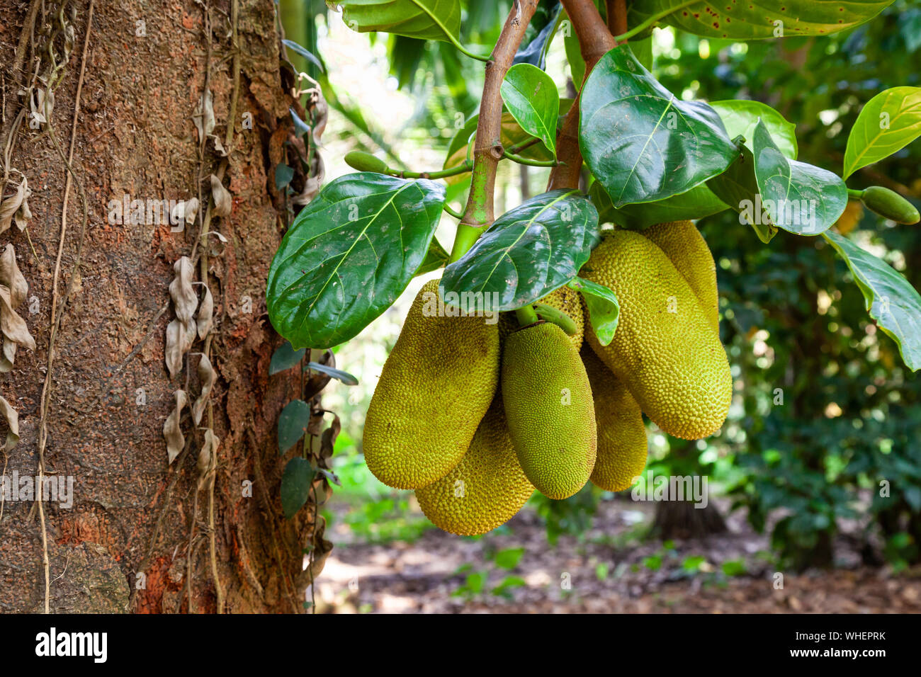 Jackfruit tree with big ripe fruits in India Stock Photo