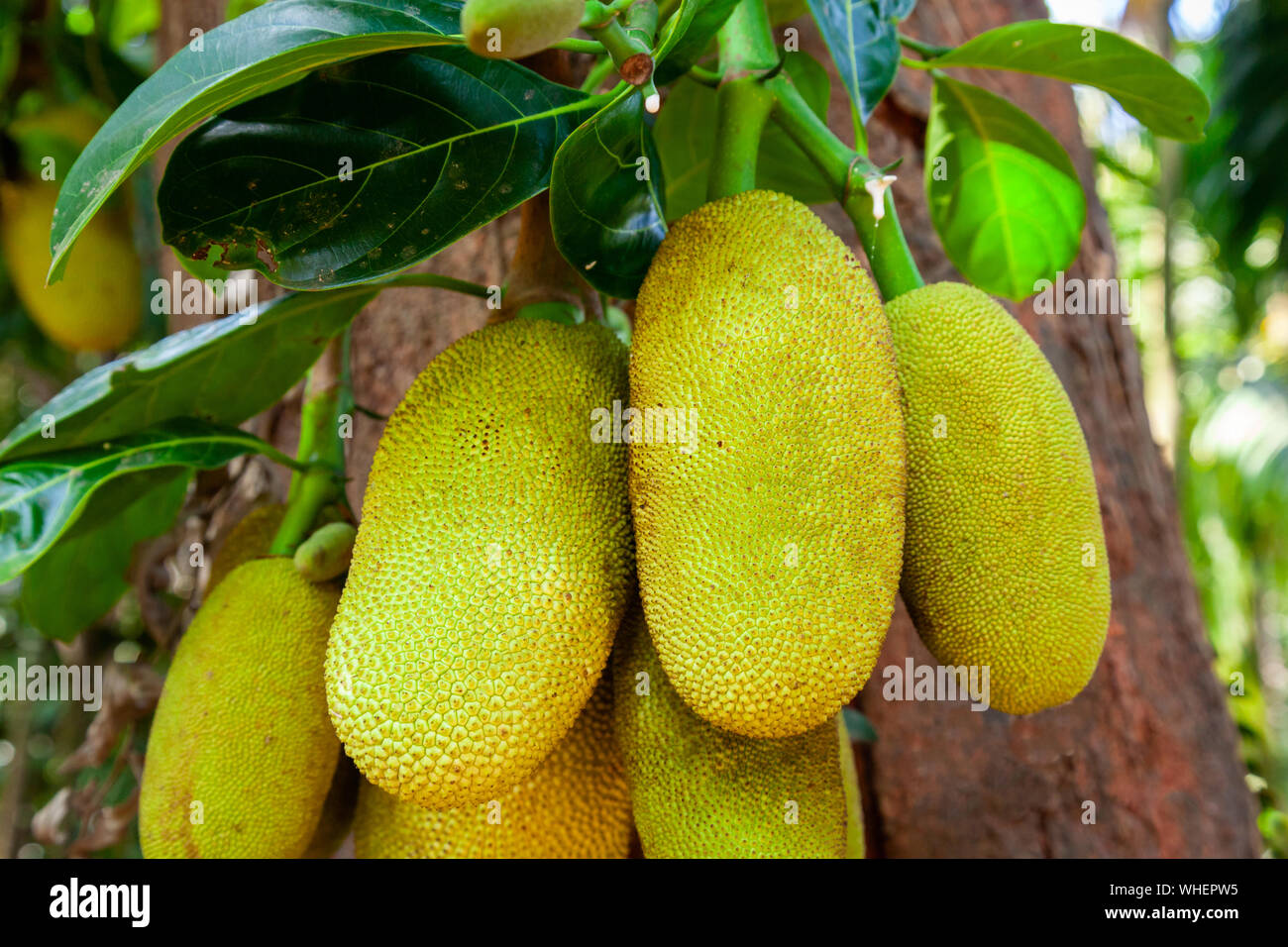 Jackfruit tree with big ripe fruits in India Stock Photo Alamy