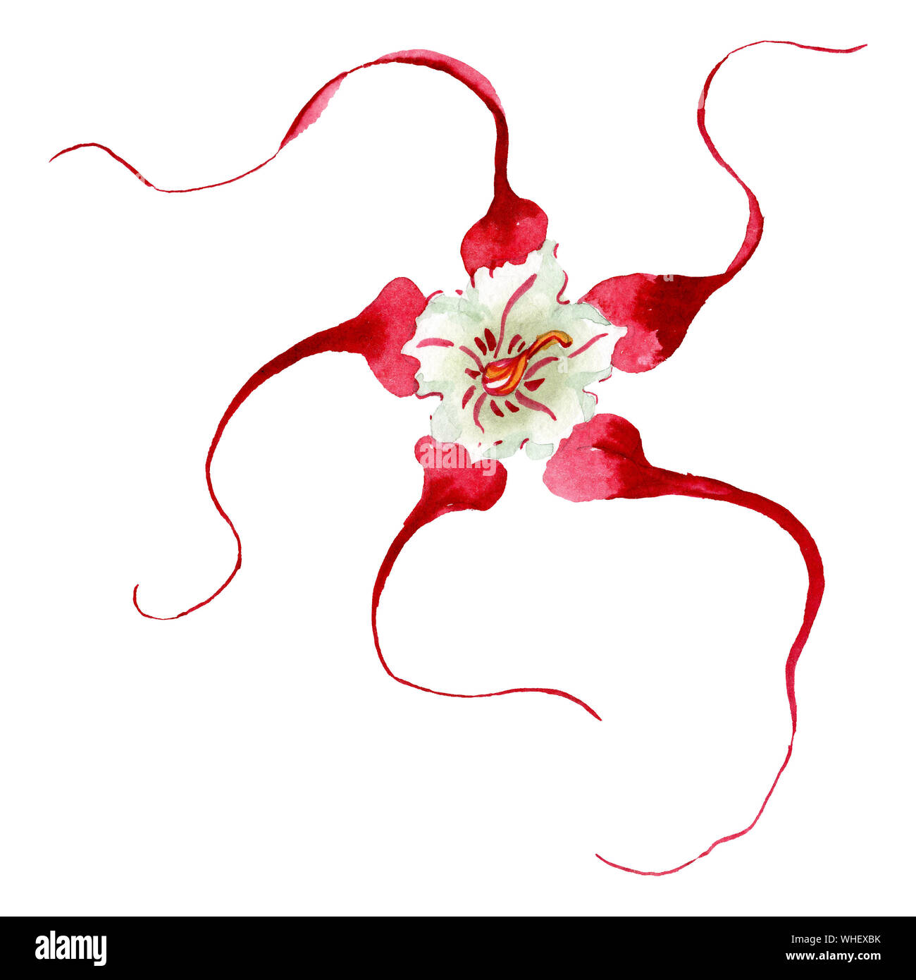 Strophanthus floral botanical flower. Watercolor background set. Isolated flower illustration element. Stock Photo