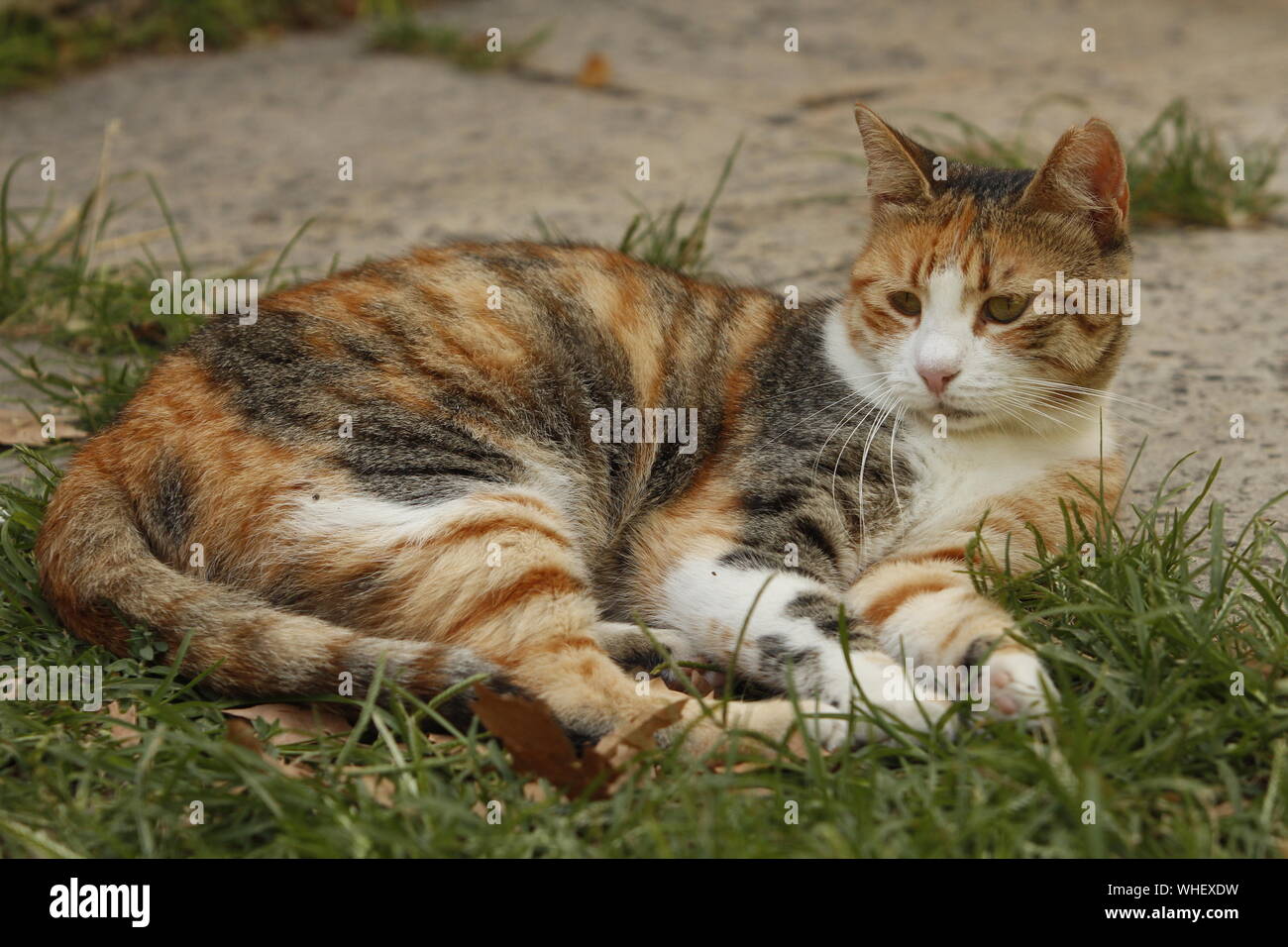 Full body portrait of a short fur calico cat lying lazily on ground, looking away ignorantly. Stock Photo