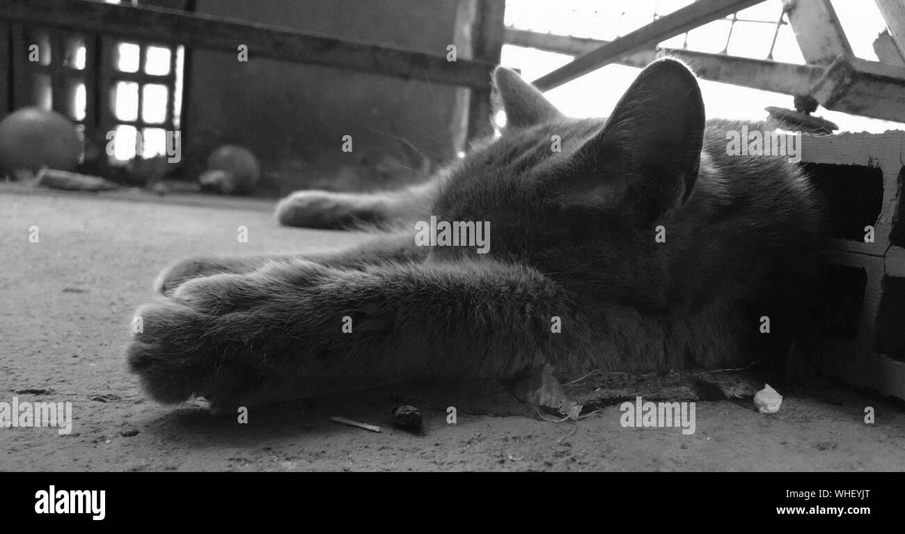 White Cat Sleeping On The Floor Black and White Stock Photos & Images