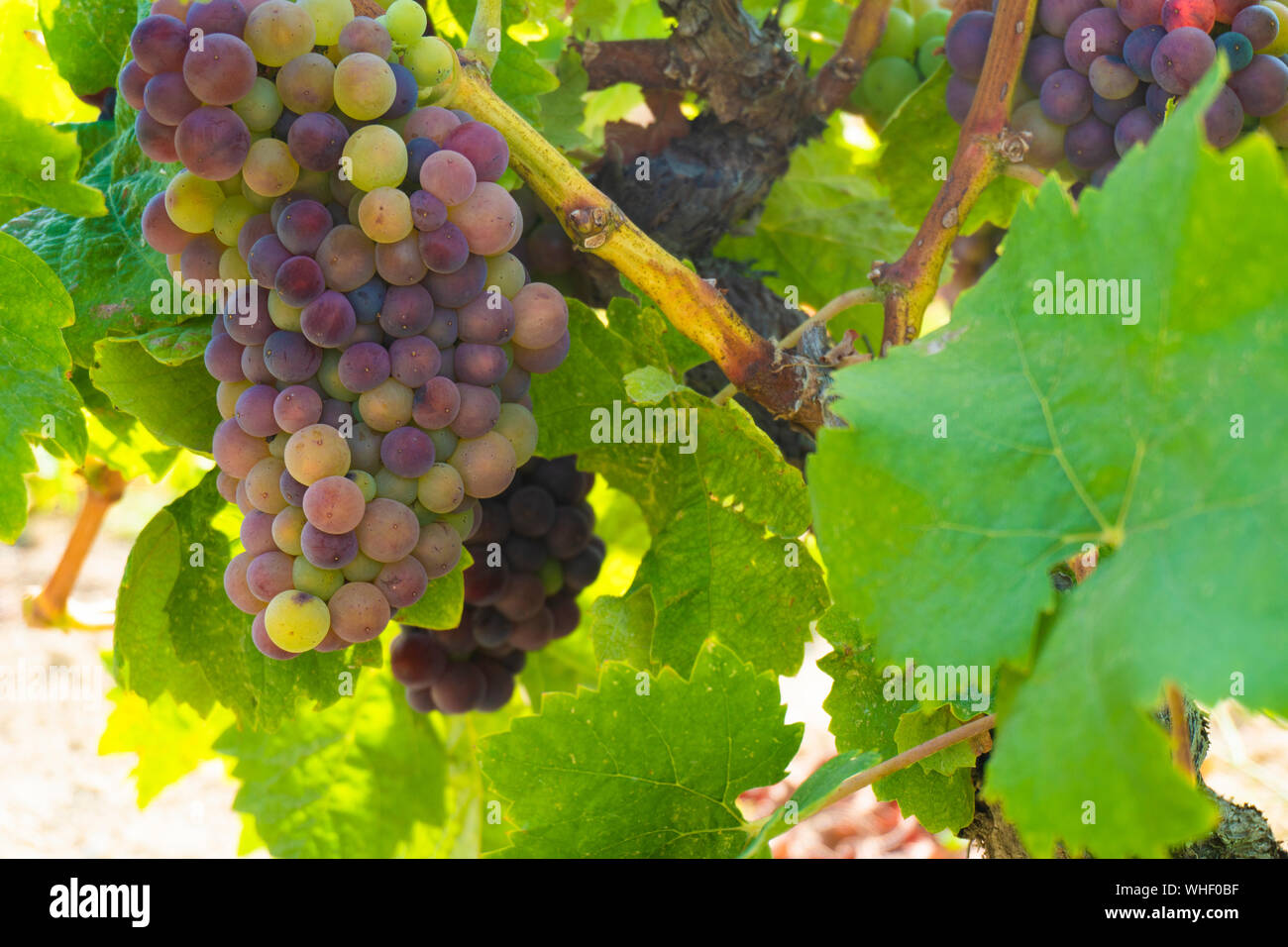 bunch of grapes in vineyard Stock Photo